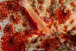 emporer shrimp by Todd Moseley 